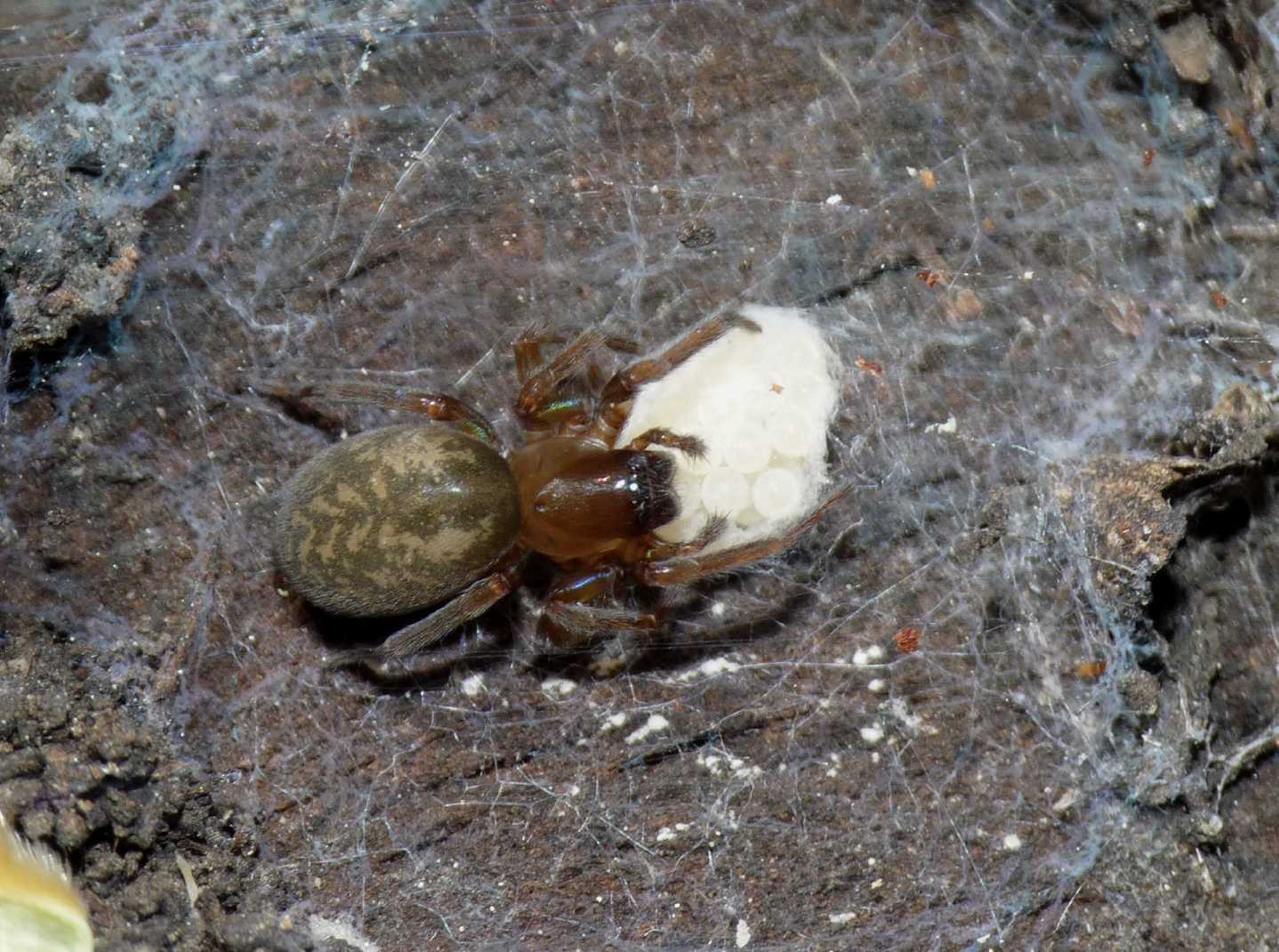 Femmina di Amaurobius erberi con ovisacco